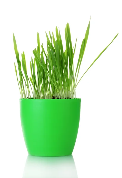 Bela grama em um vaso isolado em branco — Fotografia de Stock