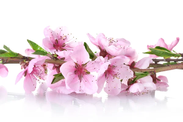 Beautiful pink peach blossom isolated on white — Stock Photo, Image