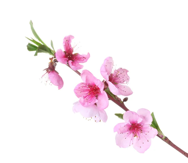 Beautiful pink peach blossom isolated on white — Stock Photo, Image