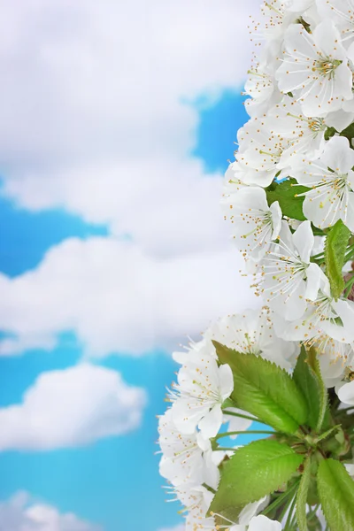 Beautiful cherry blossom on blue sky background — Stock Photo, Image