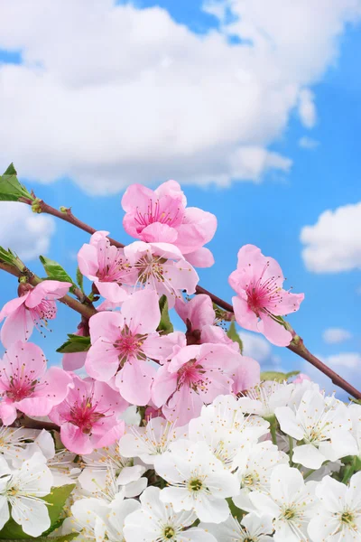 Hermosa flor rosa y blanca sobre fondo de cielo azul —  Fotos de Stock