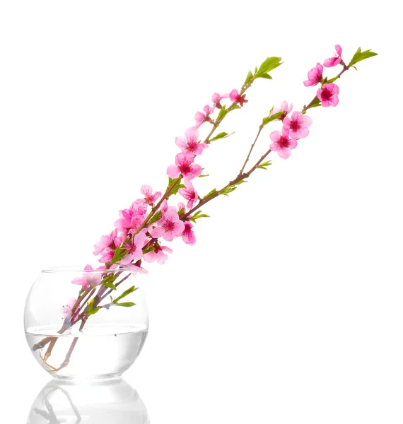 Beautiful pink peach blossom in glass vase isolated on white — Stock Photo, Image