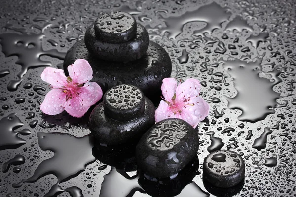 Piedras de spa con gotas y flores de sakura rosa sobre fondo gris —  Fotos de Stock