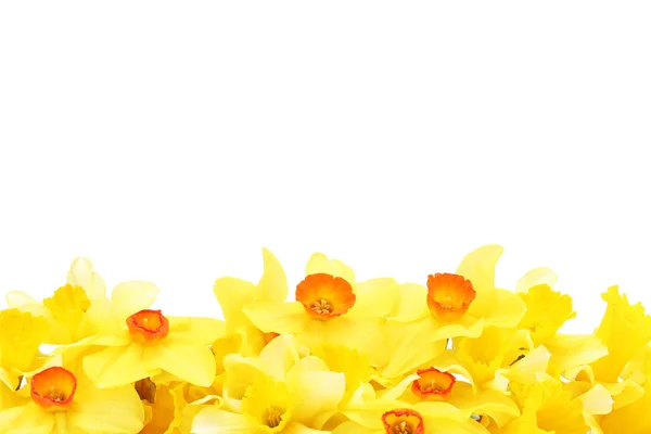 Красивые желтые нарциссы, изолированные на белом — стоковое фото