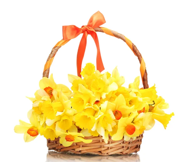 Beautiful yellow daffodils in basket with bow isolated on white — Stock Photo, Image