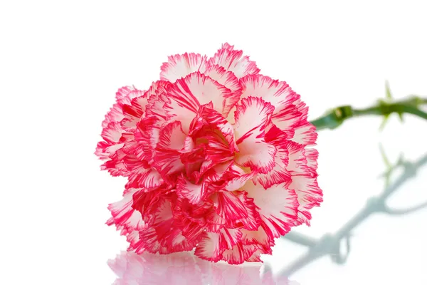 Két rózsaszín, gyönyörű, elszigetelt fehér szegfű — Stock Fotó