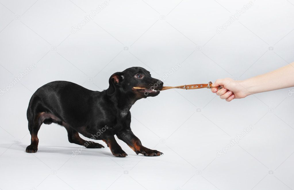 Noir Petit Chien Teckel Et Chien Collier Sur Fond Gris