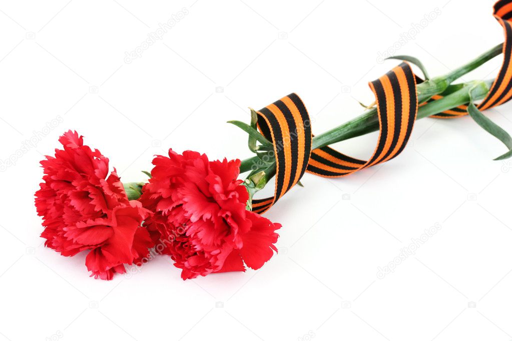 Carnations and St. Georges ribbon isolated on white