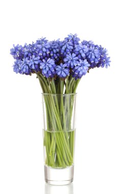 Muscari - hyacinth in glass isolated on white clipart
