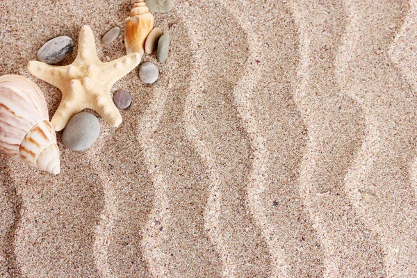 海滩上有很多贝壳和海星 — 图库照片