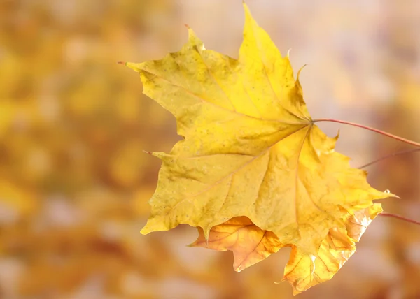 Frunze uscate de arțar de toamnă pe fundal galben — Fotografie, imagine de stoc