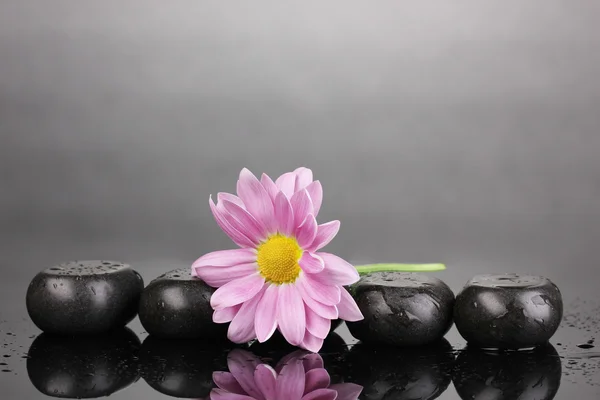 Piedras de spa y flores con gotas de agua sobre fondo gris — Foto de Stock
