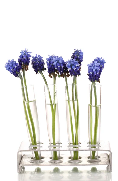 Muscari - hyacinth in test-tubes isolated on white — Stock Photo, Image