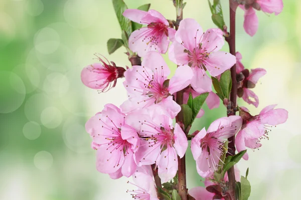 Beautiful pink peach blossom on green background — Stock Photo, Image
