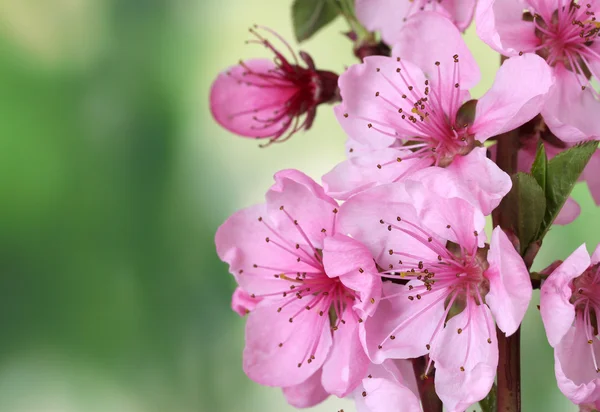 美丽的粉红色桃花绿色背景 — 图库照片