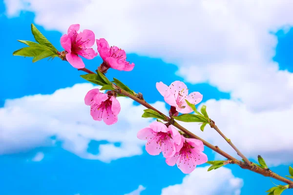 Piękny różowy brzoskwiniowy kwiat na tle błękitnego nieba — Zdjęcie stockowe