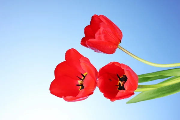 Vakre tulipaner på blå bakgrunn – stockfoto
