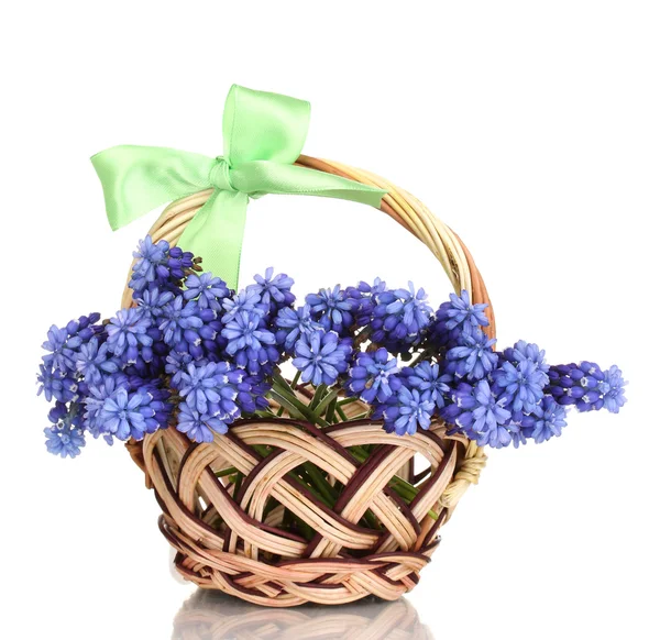 Muscari - hyacinth in basket isolated on white Stock Picture