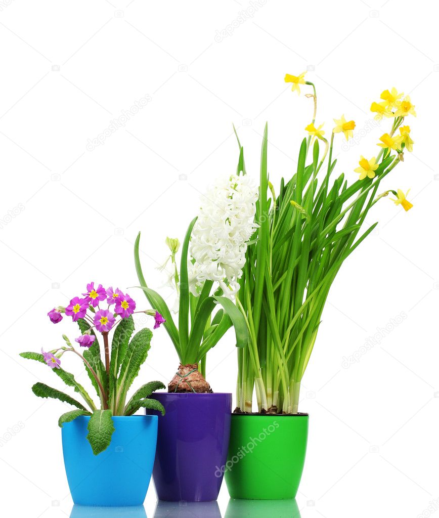 Beautiful spring flowers in pots isolated on white