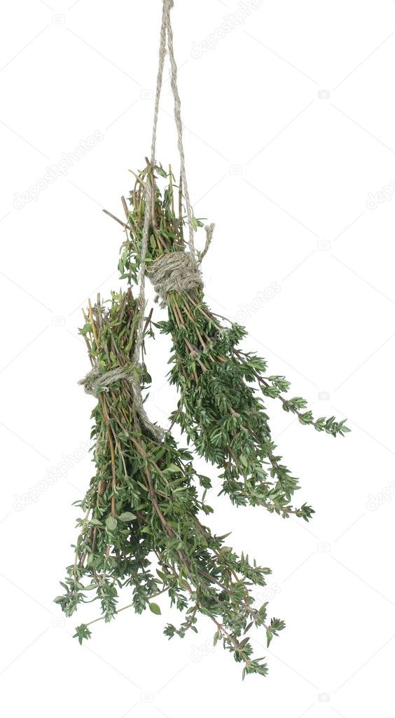 Fresh green thyme hanging on rope isolated on white