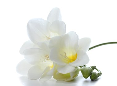 Beautiful freesia isolated on white clipart