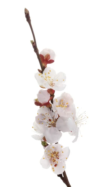 Όμορφη βερίκοκο blossom απομονωθεί σε λευκό — Φωτογραφία Αρχείου