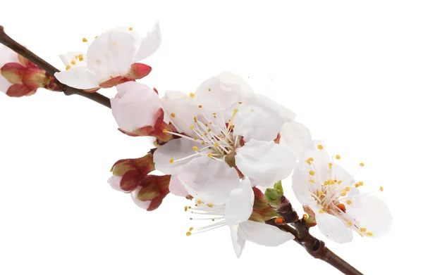 Güzel kayısı çiçeği üzerinde beyaz izole — Stok fotoğraf