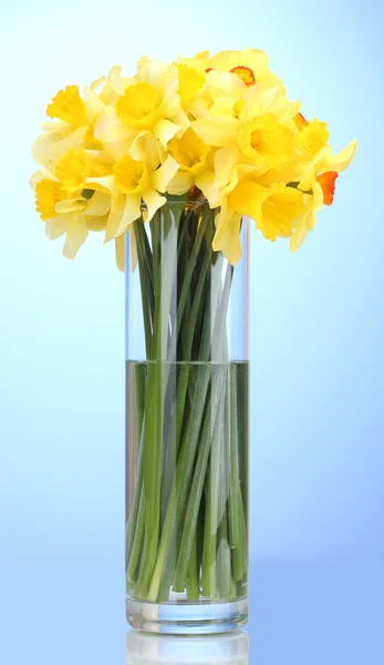 Krásné žluté narcisy v průhledné vázy na modrém pozadí — Stock fotografie