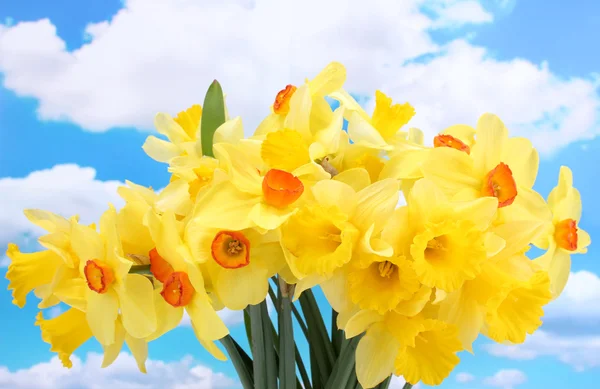 Beautiful yellow daffodils on blue sky background — Stock Photo, Image