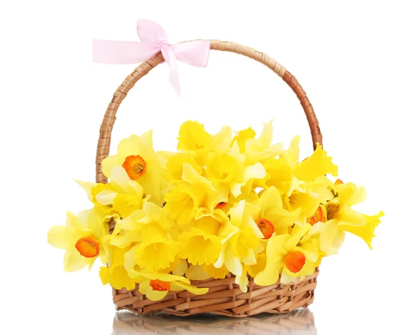 美丽的黄水仙，在篮子里用弓上白色隔离 — 图库照片