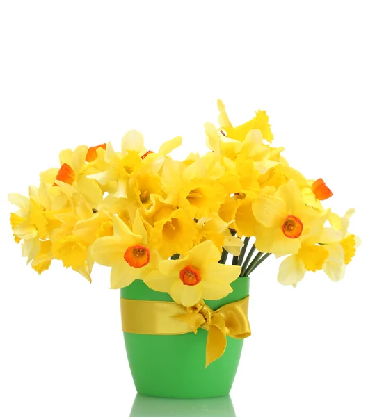 Krásné žluté narcisy v květináč izolovaných na bílém — Stock fotografie
