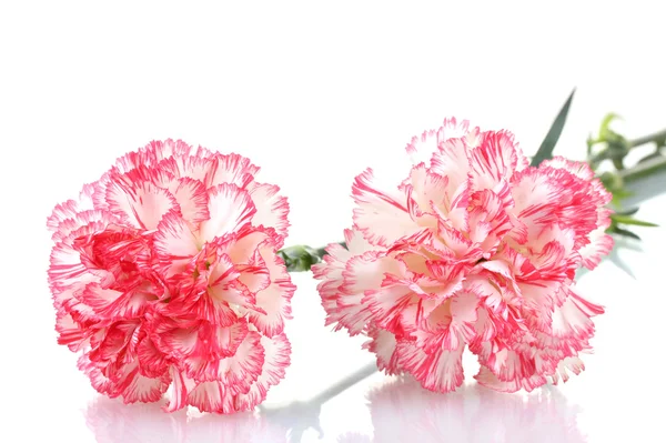 Dos hermosos claveles rosados aislados en blanco — Foto de Stock