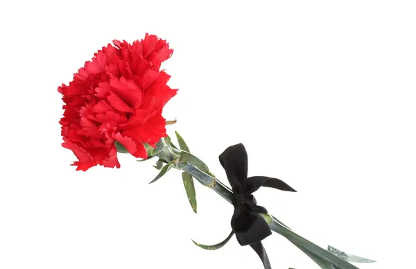 Carnations and black ribbon isolated on white — Stock Photo, Image