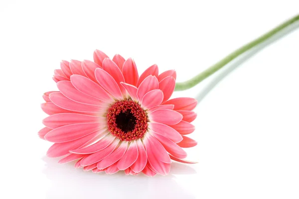 Piękny różowy gerbera na białym tle — Zdjęcie stockowe