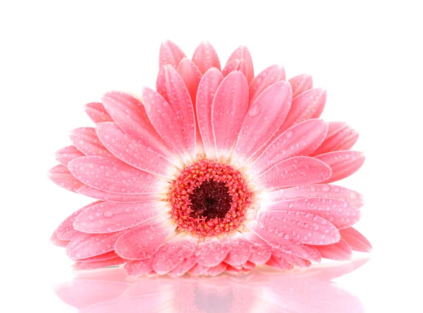 Mooie roze gerbera met druppels geïsoleerd op wit — Stockfoto
