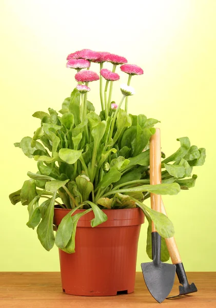 Fiori rosa in vaso con strumenti su tavolo di legno su sfondo verde — Foto Stock