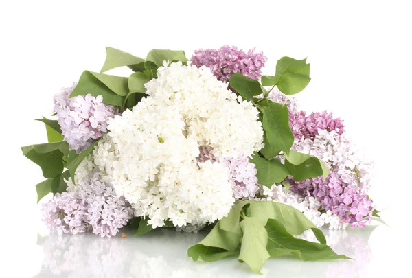 Vackra lila blommor isolerad på vit — Stockfoto