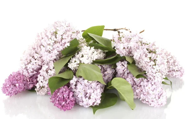 Belles fleurs lilas isolées sur blanc — Photo