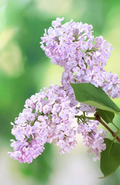 Belas flores lilás no fundo verde — Fotografia de Stock