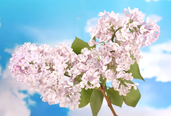 Belas flores lilás no fundo do céu azul — Fotografia de Stock