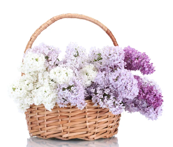 Bellissimi fiori lilla in cesto isolato su bianco — Foto Stock