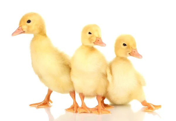 Three duckling isolated on white — Stock Photo, Image