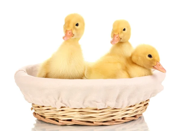 在白色上孤立的篮子里的三个小鸭 — 图库照片