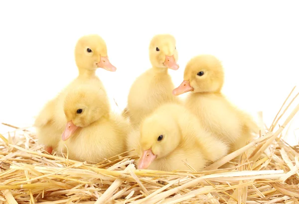 Five duckling on straw isolated on white — Stock Photo, Image
