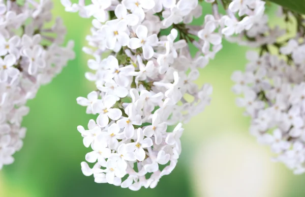 Branch of pink lilac on green background close-up — Stock Photo, Image
