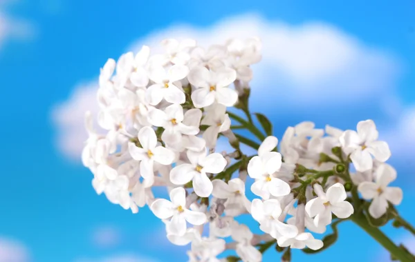 stock image Branch of pink lilac on sky background close-up