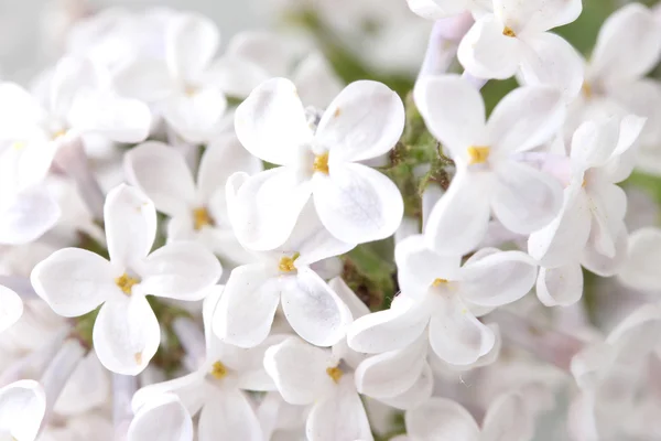 Lilas fleurs close-up — Photo