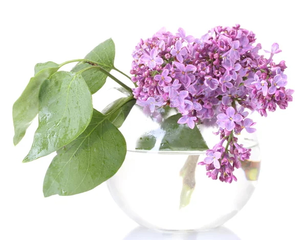 Branch of lilac in a vase isolated on white — Stock Photo, Image