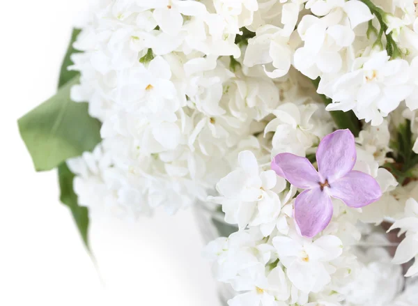 Fiori lilla su sfondo bianco primo piano — Foto Stock