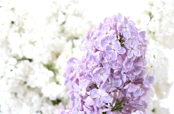 Flores lilás no fundo branco close-up — Fotografia de Stock